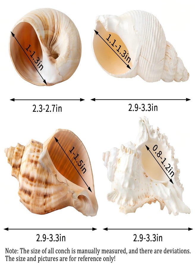 QICQDRAM 4 PCS Large Hermit Crab Shells 2~3.5Inch Natural Hermit Crab Shells 1~1.5Inch Opening, for Hermit Replacement Shells Hermit Crab Supplies - Image 3